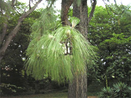 �剤��(�_�C�I�E�V��)