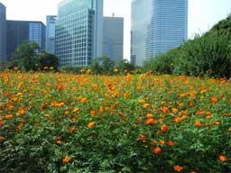 �L�o�i�R�X���X