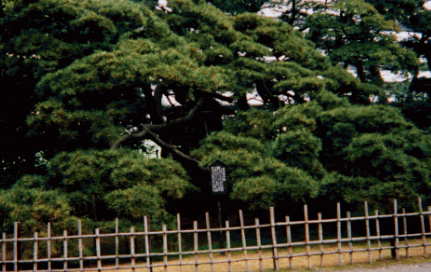 �O�S�N�̏�