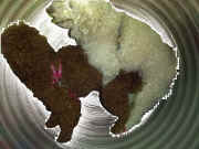 ��������ޗ͂͋��󂾁B