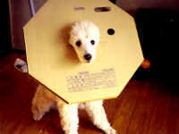 �_���{�[�������Ԃ��Ă��܂��܂���