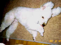 �S���S������̂��D���`