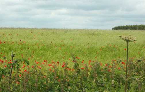 poppy.jpg (18712)