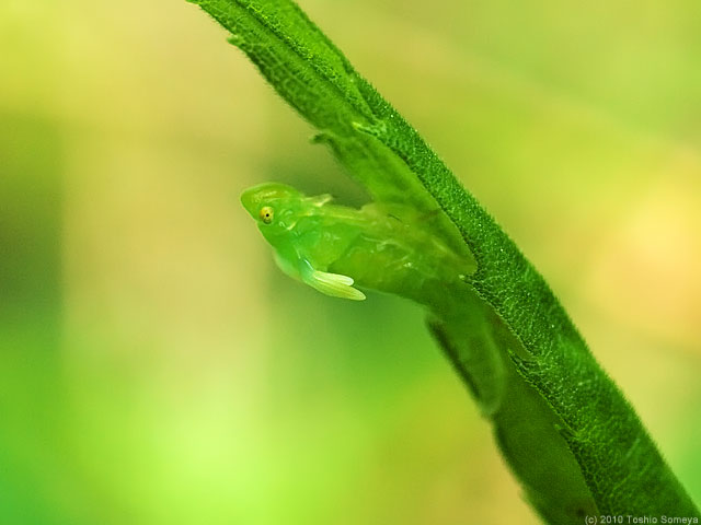 �N���b�N�Ŏ���