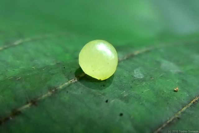 �N���b�N�Ŏ��̃y�[�W��