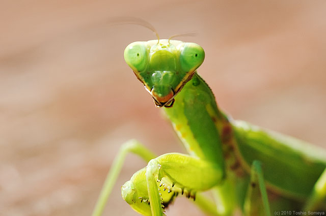 �N���b�N�Ŏ���