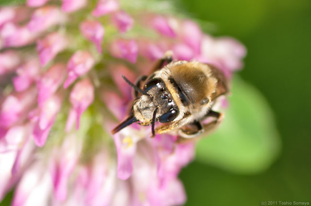 �N���b�N�Ŏ���