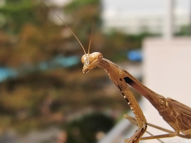 �N���b�N�Ŏ���