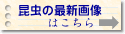 �ŐV�̍����摜��