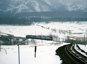 �V�V�g���C���q��