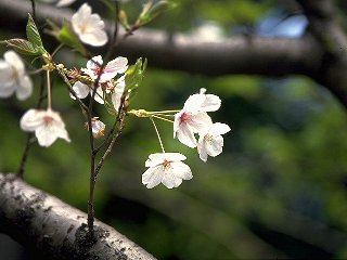 sakura ��^���V