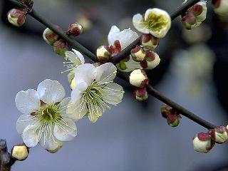 ume ��^���V