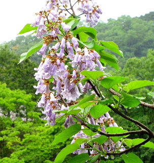 �˂̉� �ޗǌ��g��S�g�쒬�ɂ�