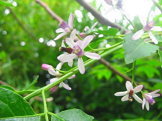 ��(��h)�̉�