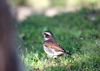 ���� �ʐ^�f�ރt�H�g���C�u�����[ http://www.photolibrary.jp/