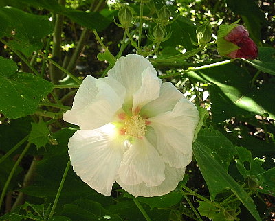�����u�̉� ���q�s������ɂ�