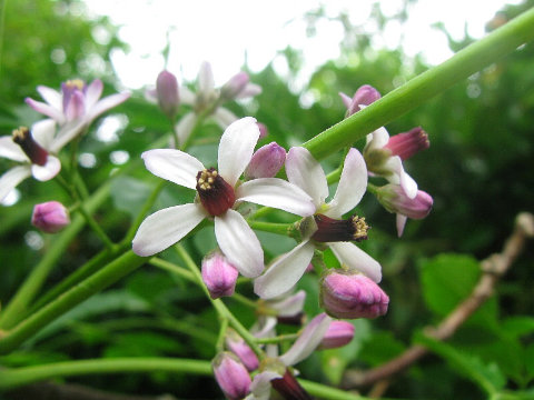 楝(栴檀)の花