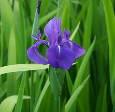 カキツバタ