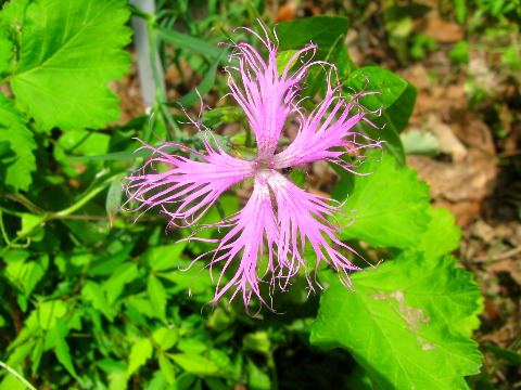 ナデシコの花