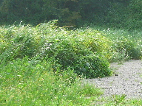 荻