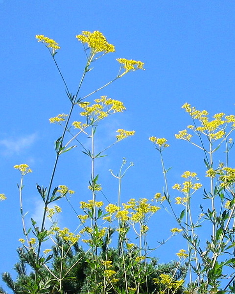 オミナエシの花