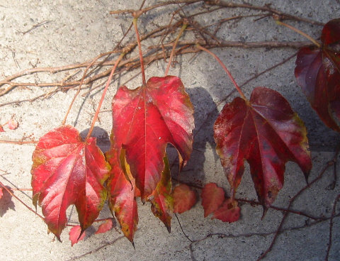 蔦紅葉