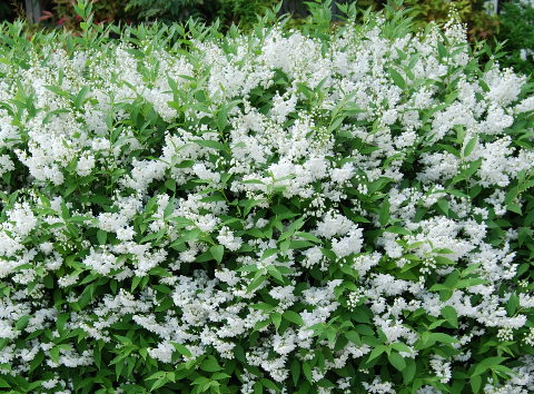 卯の花(ウツギ) 三重県鈴鹿市