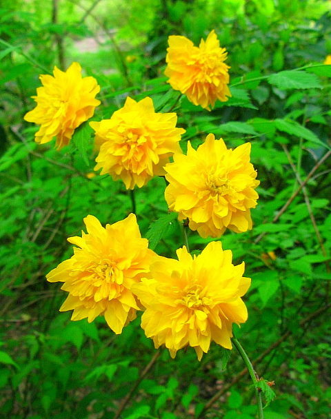 八重山吹 神奈川県鎌倉市
