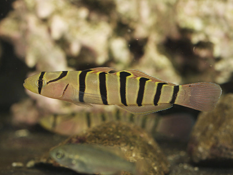 �L�k�o��