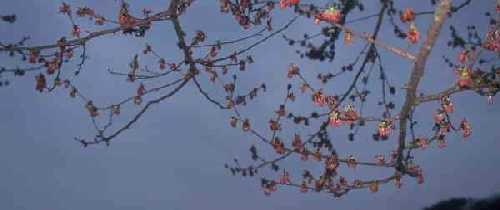 総桜6088-60