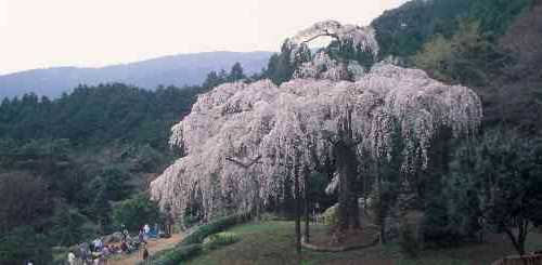 入生田の桜9947-60