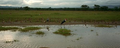��