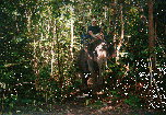 Elephant trekking