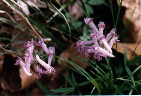 $B%d%^%(%s%4%5%/(J