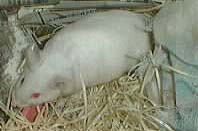 pic of mother of mouse