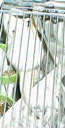 pic of father of mouse