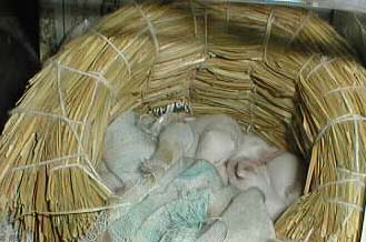 pic of children of mouse