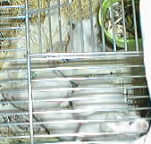 pic of mouse children at 3/1