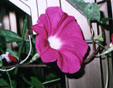 picture of flower