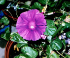picture of flower