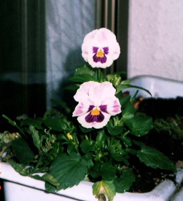 picture of flower