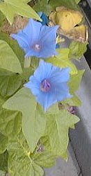 picture of flower