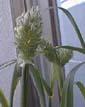 picture of flower