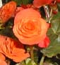 picture of flower