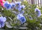 picture of flower