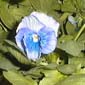 picture of flower