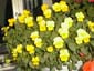 picture of flower