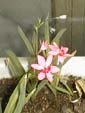 picture of flower
