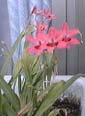 picture of flower