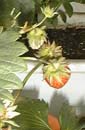 picture of flower